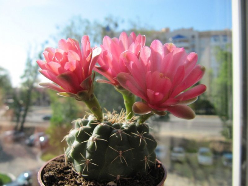 Gymnocalycium mihanovichii