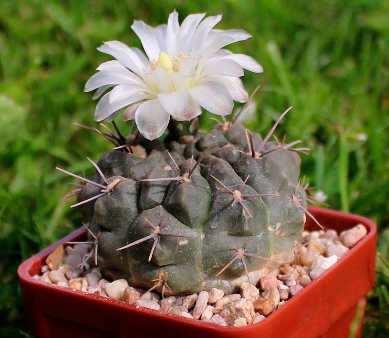 Кактус Gymnocalycium