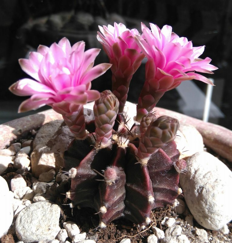 Gymnocalycium mihanovichii f. rubra