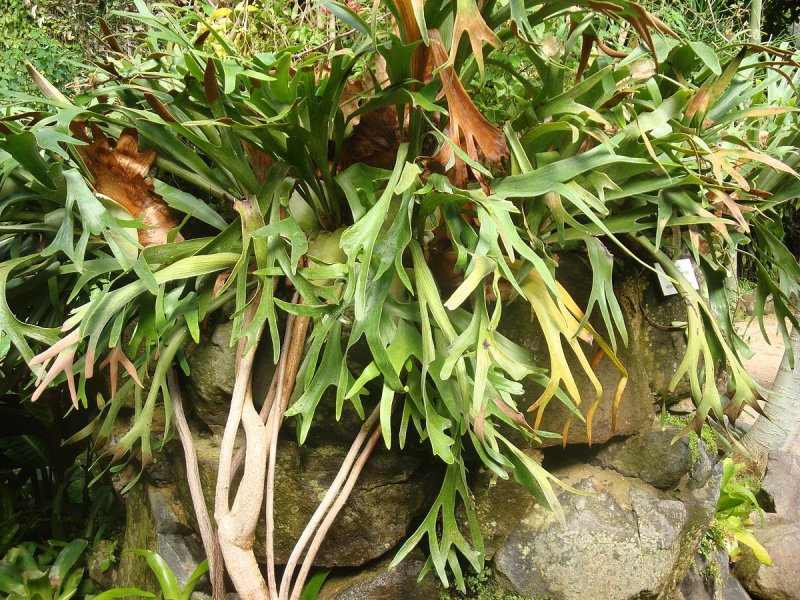 Platycerium bifurcatum