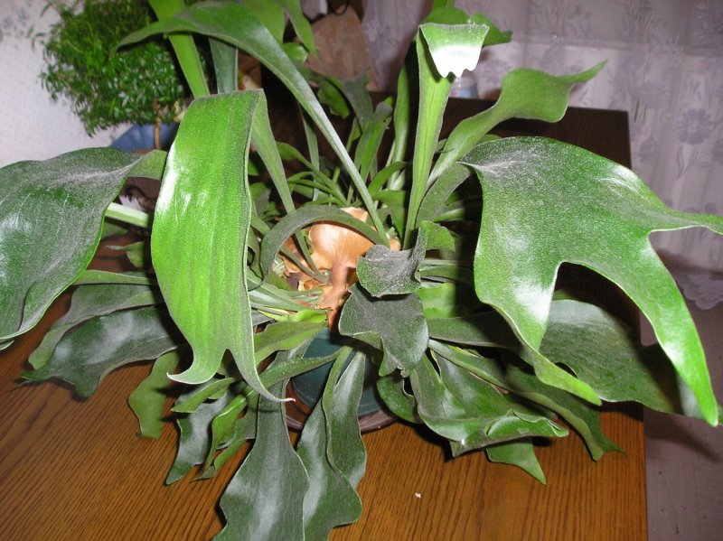 Платицериум bifurcatum