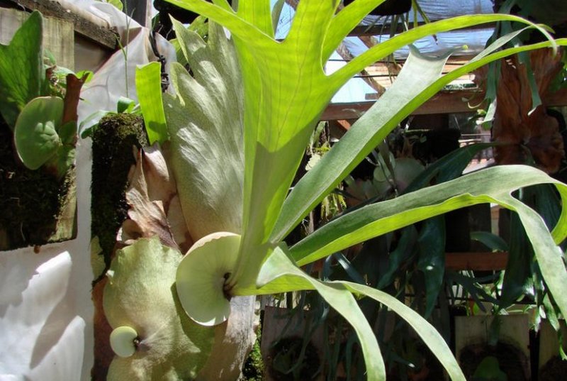 Platycerium stemaria