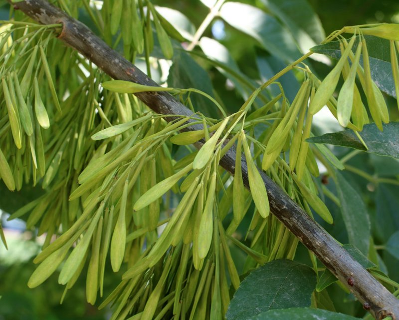 Ясень обыкновенный Fraxinus Excelsior