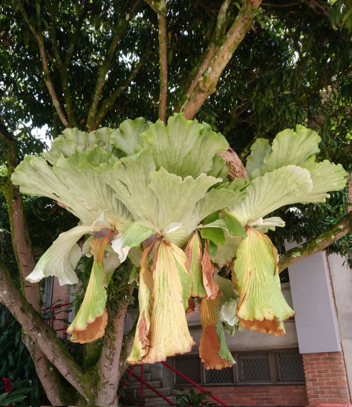Platycerium elephantotis