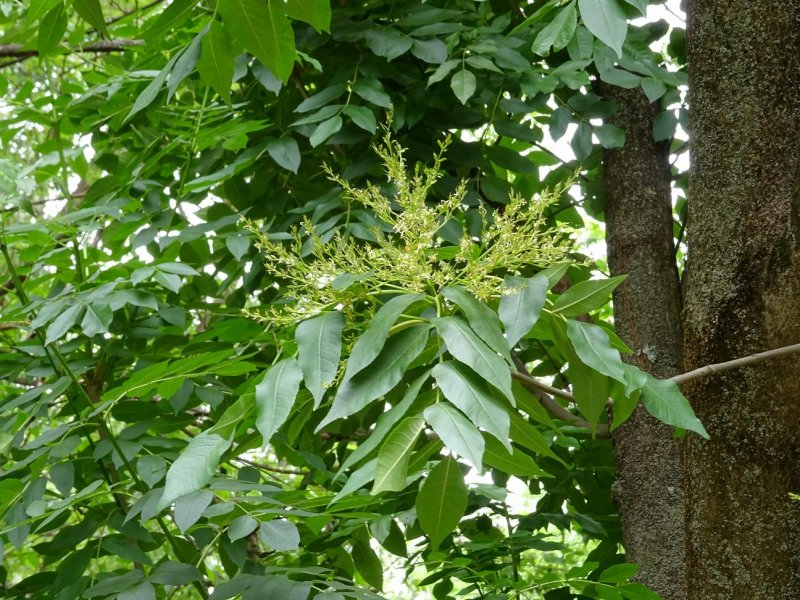 Клен ясенелистный кустарник