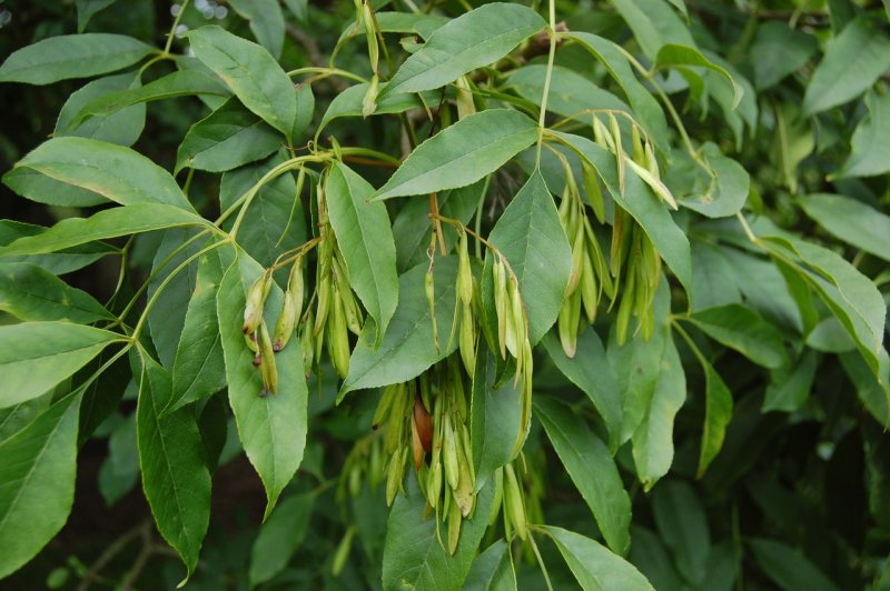Ясень обыкновенный Fraxinus Excelsior семена