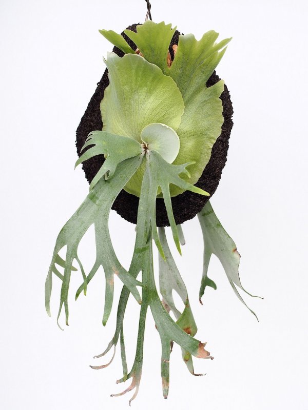 Платицериум superbum (giant Staghorn)