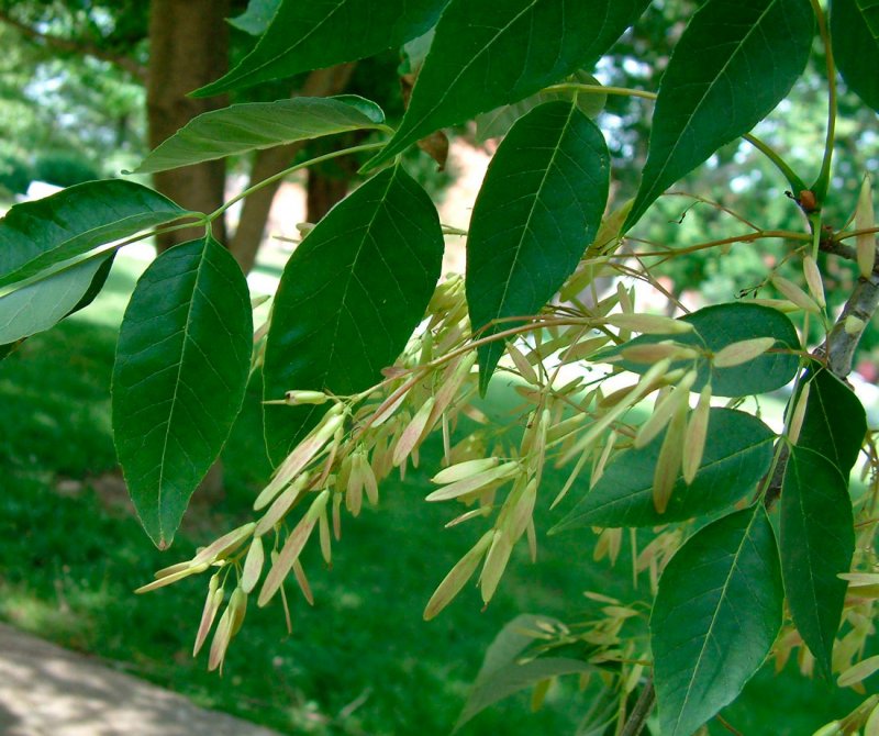 Ясень зеленый Fraxinus lanceolata