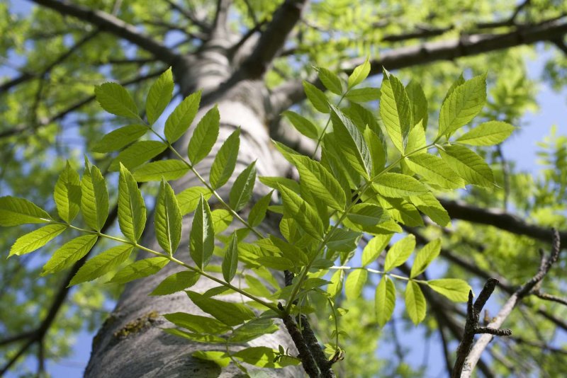 Ясень обыкновенный Fraxinus Excelsior семена