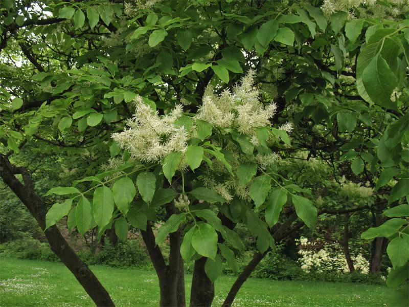 Fraxinus Excelsior лист