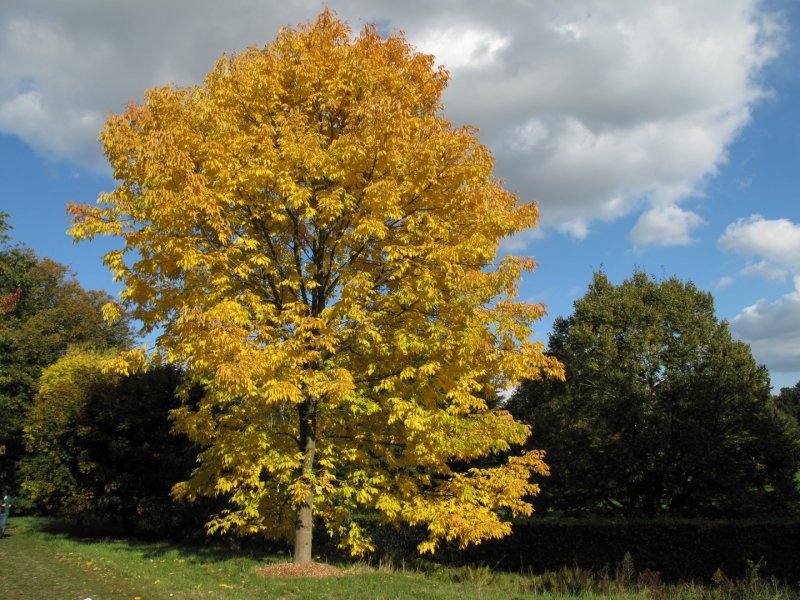 Ясень обыкновенный Fraxinus Excelsior