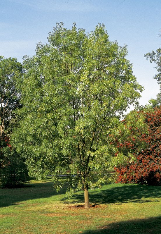 Ясень обыкновенный Fraxinus Excelsior