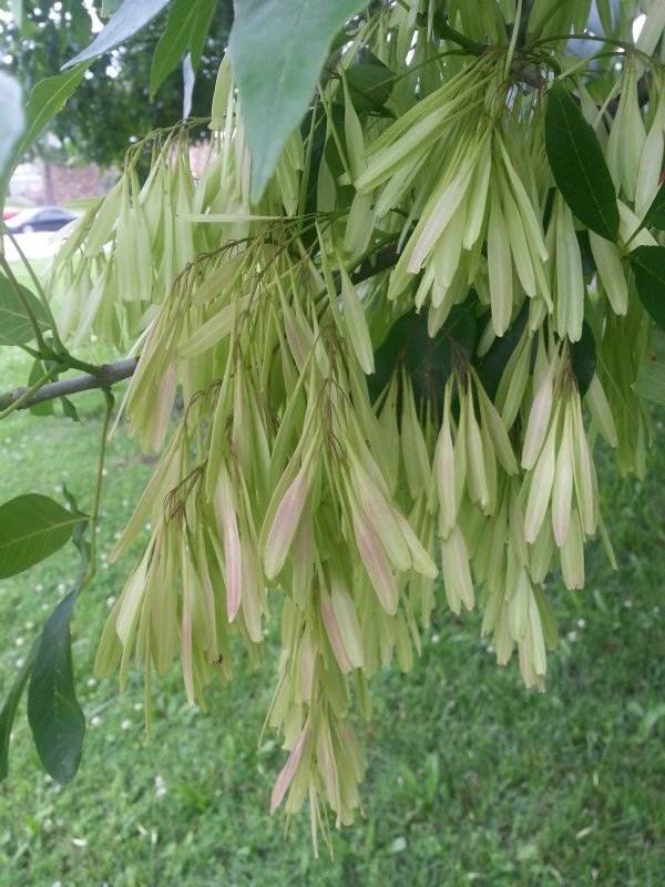 Ясень пенсильванский Fraxinus pennsylvanica