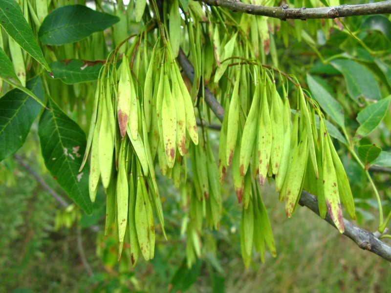 Ясень обыкновенный Fraxinus Excelsior семена