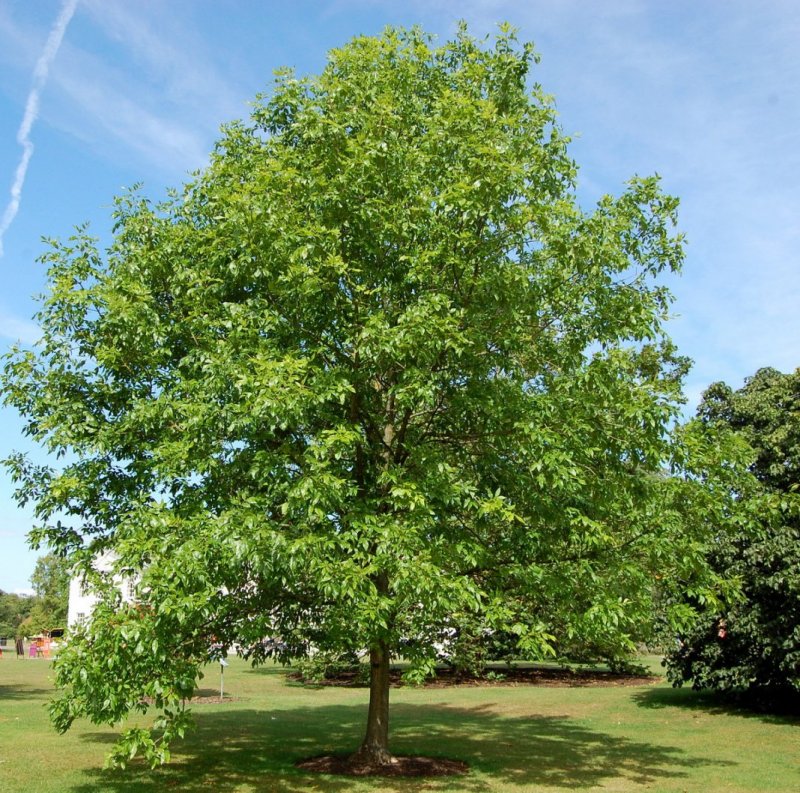 Ясень зеленый Fraxinus lanceolata