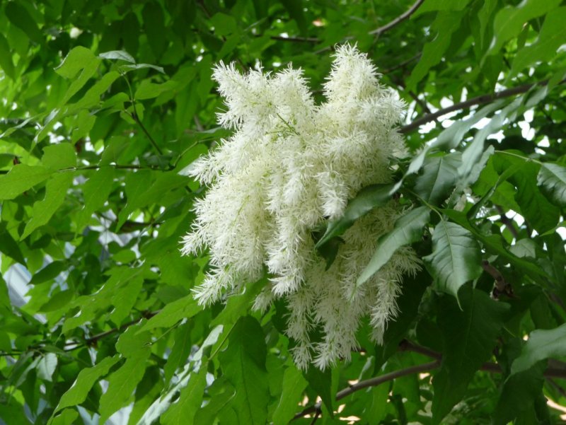 Ясень обыкновенный Fraxinus Excelsior