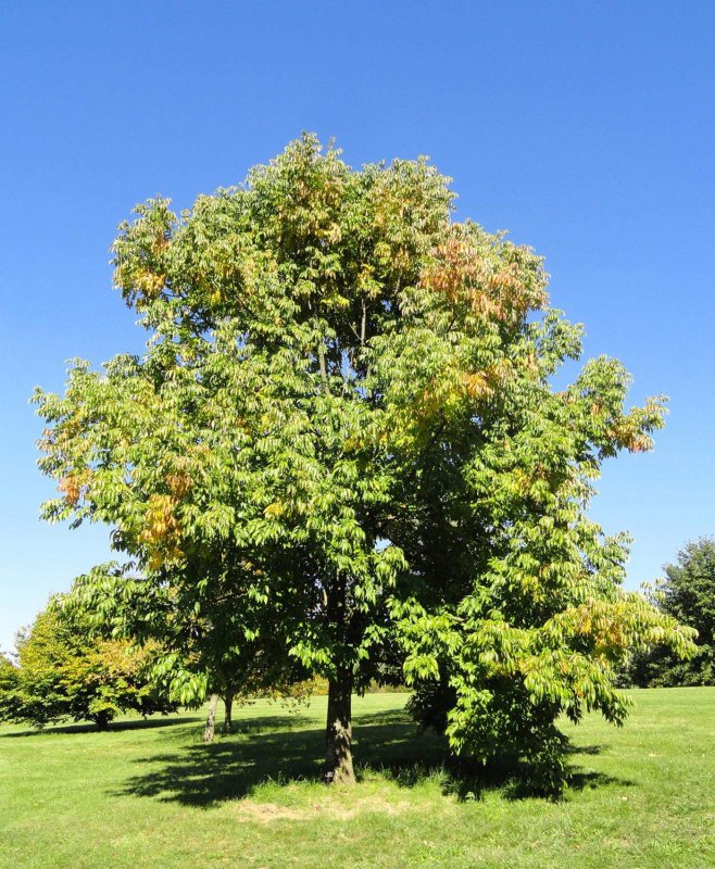 "Ясень обыкновенный (Fraxinus Exсelsior