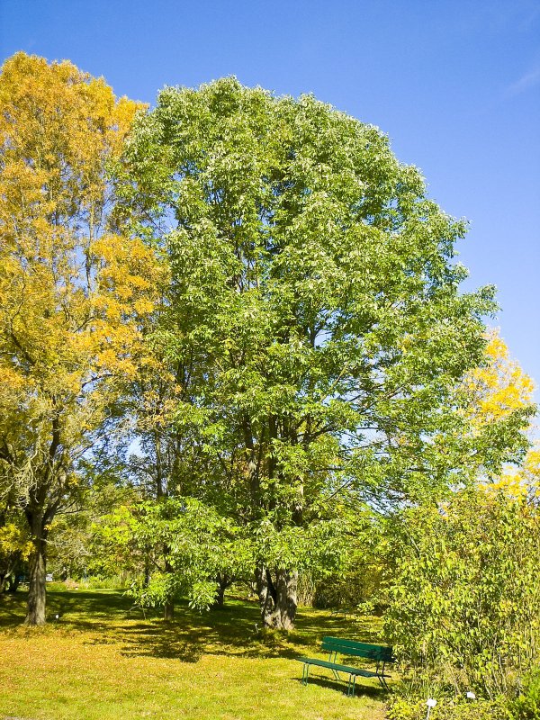 Ясень пенсильванский Fraxinus pennsylvanica