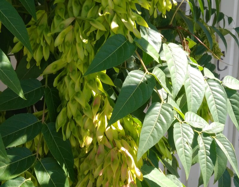 Ясень маньчжурский - Fraxinus mandshurica Rupr.