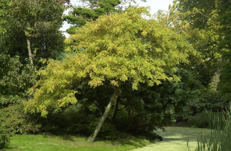 Ясень зеленый Fraxinus lanceolata