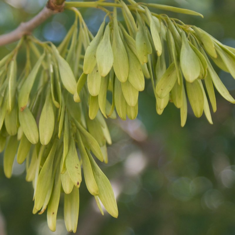 Ясень обыкновенный Fraxinus Excelsior