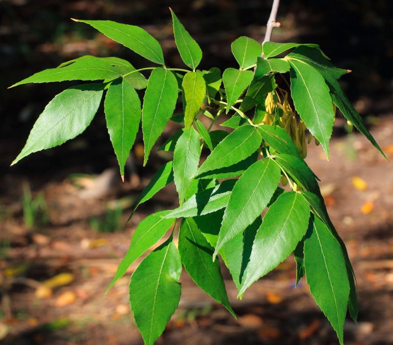 Ясень зеленый Fraxinus lanceolata