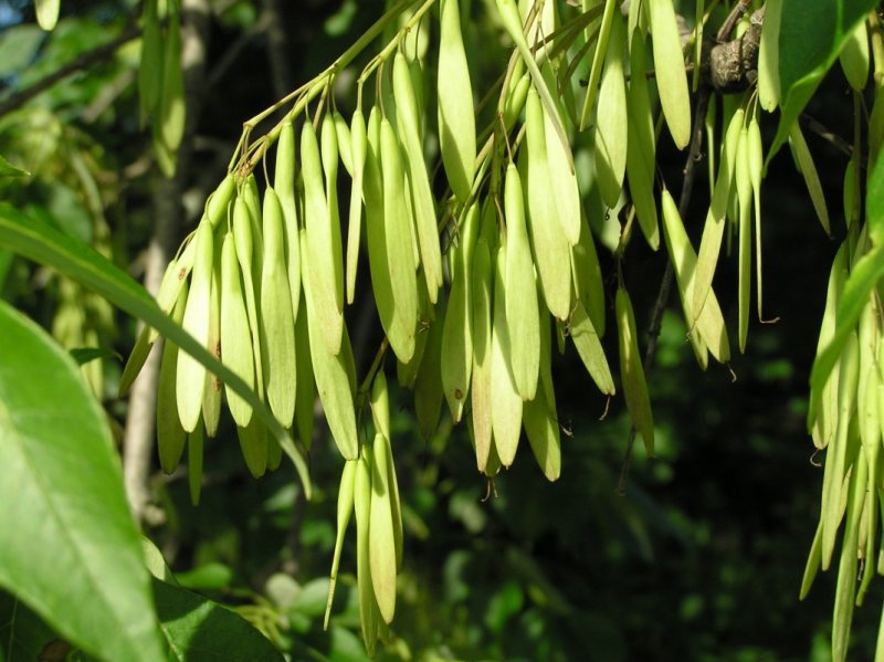 Ясень пенсильванский Fraxinus pennsylvanica