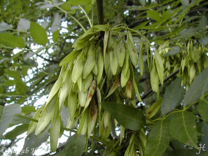 Ясень обыкновенный Fraxinus Excelsior