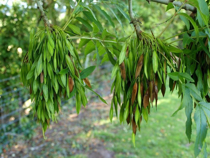 "Ясень обыкновенный (Fraxinus Exсelsior
