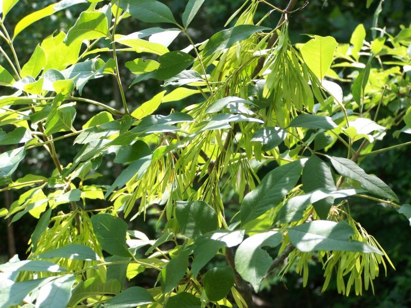 Ailanthus altissima Айлант высочайший