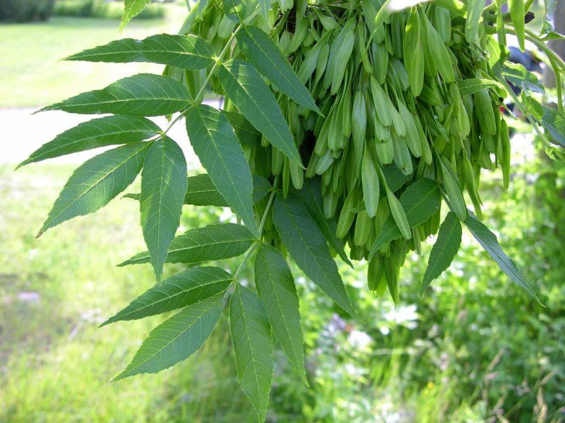 Fraxinus velutina