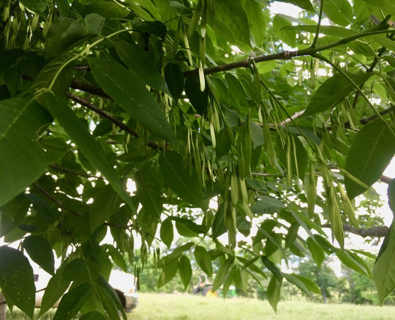 Fraxinus lanceolata Borkh.- Ясень ланцетный