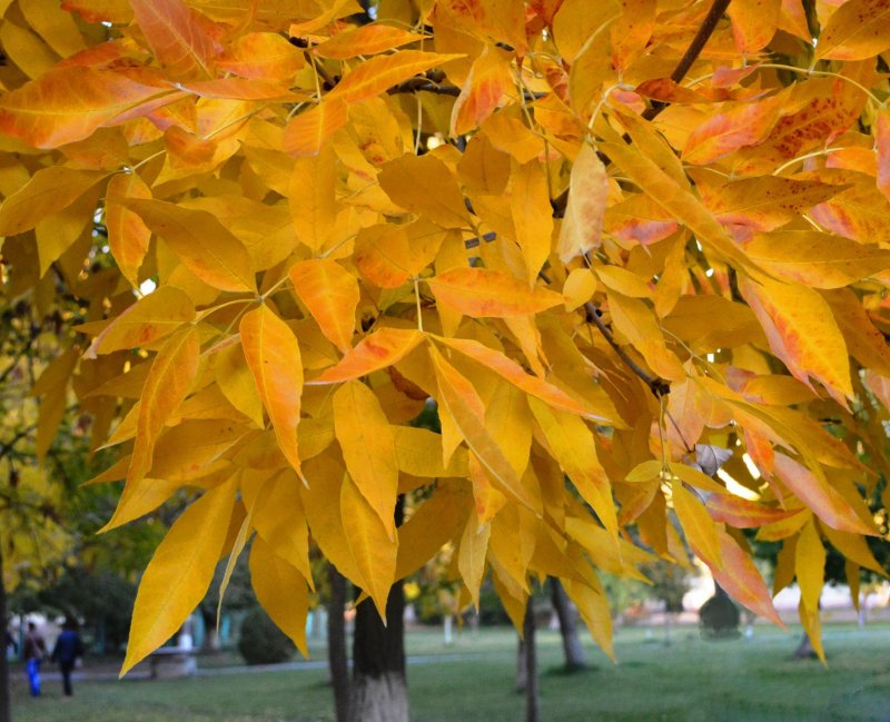 Fraxinus angustifolia