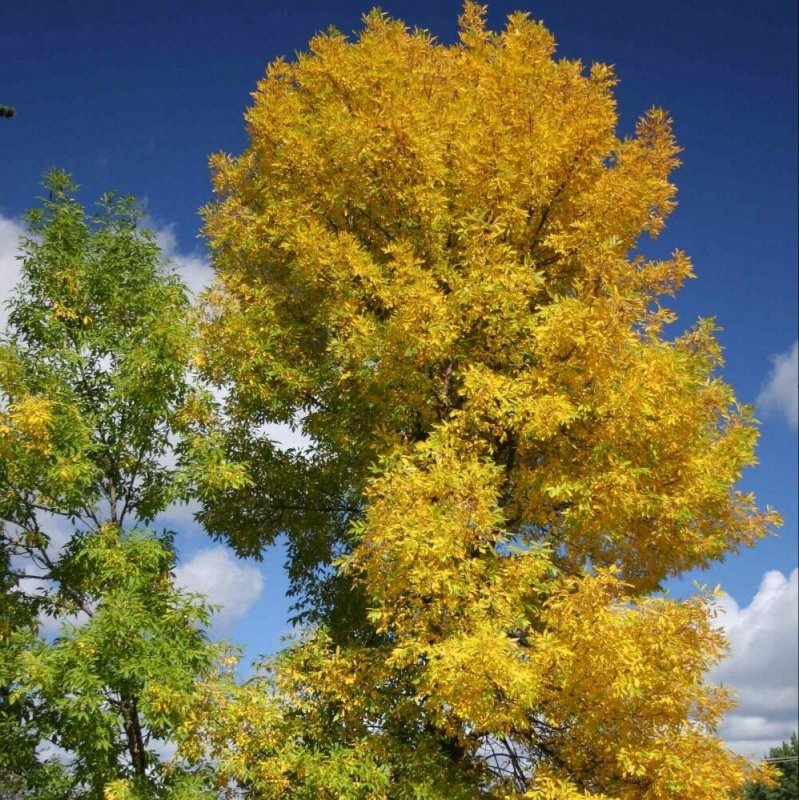 Ясень пенсильванский Fraxinus pennsylvanica