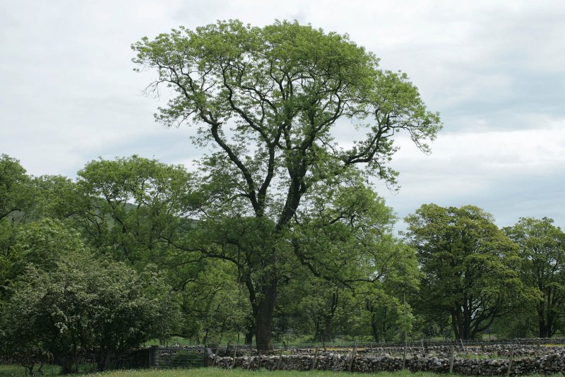 Клён пенсильванский