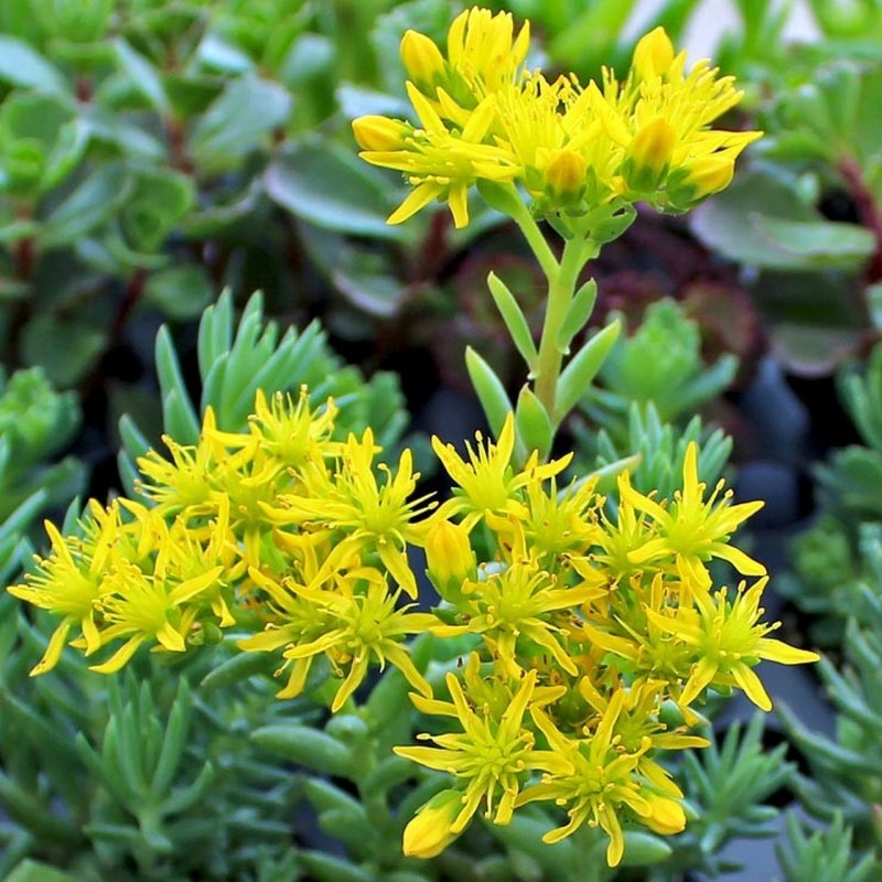 Очиток скальный (Sedum rupestre)