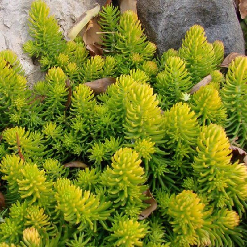 Очиток скальный (Sedum rupestre)