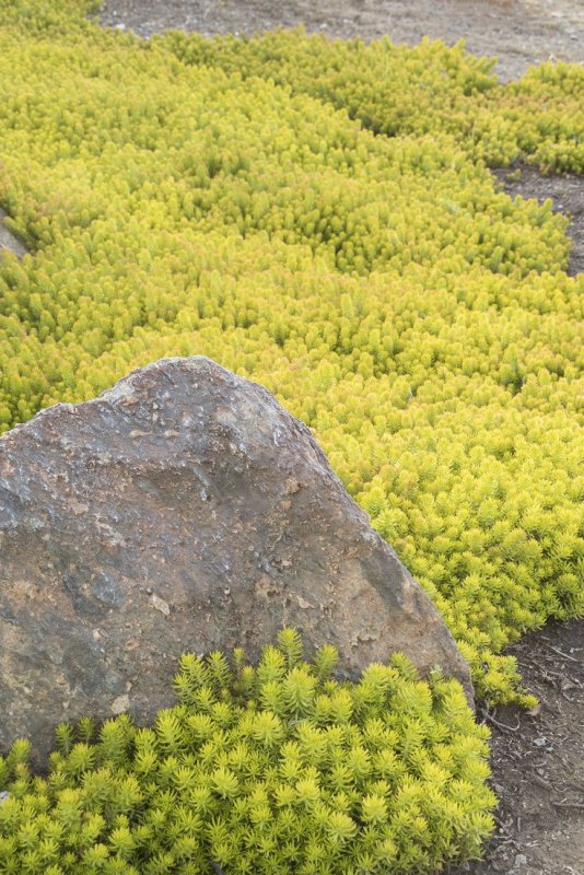 Очиток скальный (Sedum rupestre)