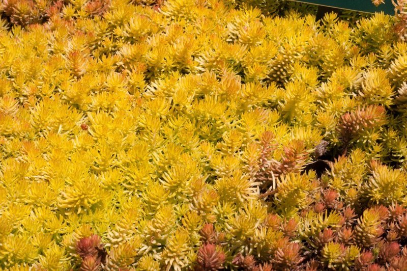 Седум Sedum rupestre Angelina