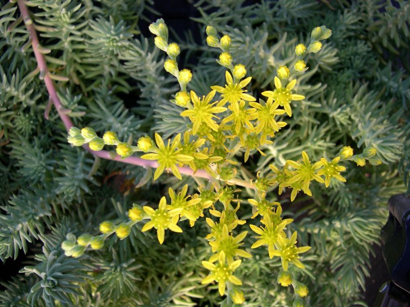 Очиток скальный (Sedum rupestre) Silver