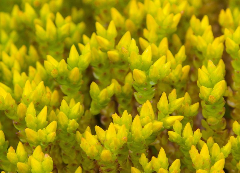 Седум Sedum sexangulare