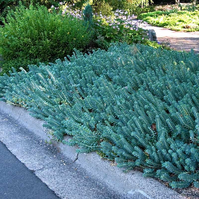 Очиток (седум) Blue Spruce (Блю Спрус)