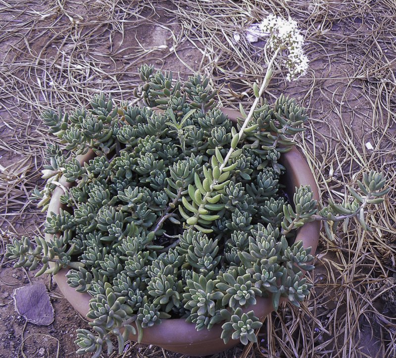 Очиток скальный (Sedum rupestre)
