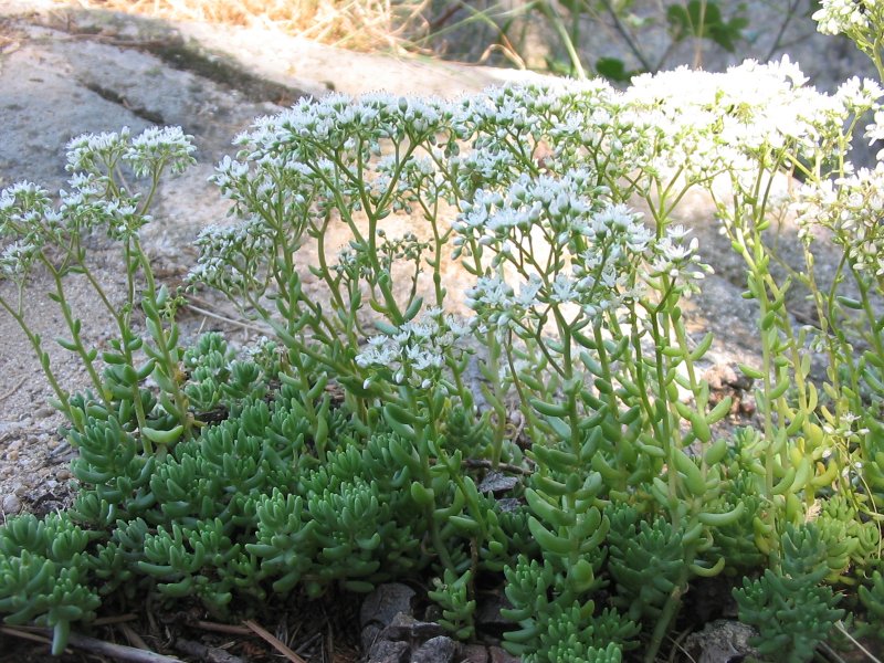 Очиток скальный (Sedum rupestre) Silver