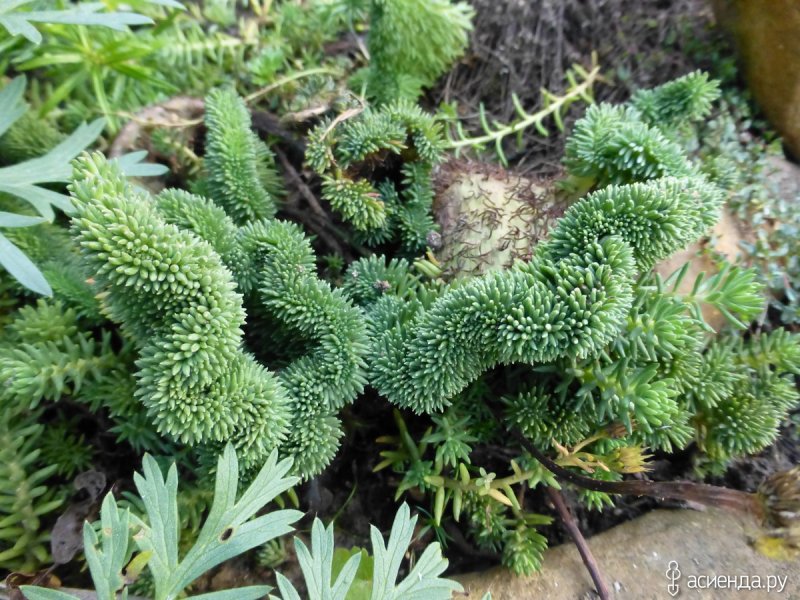 Очиток скальный (Sedum rupestre)