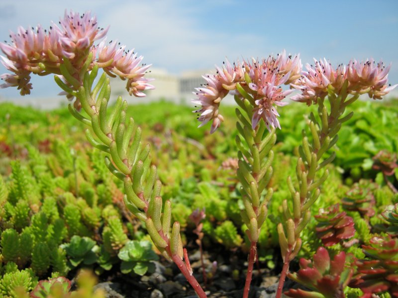 Седум Sedum rupestre Silver