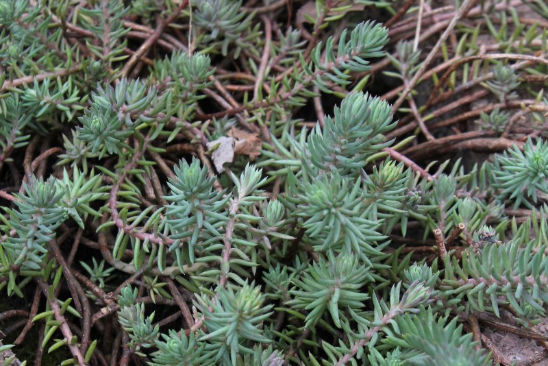 Очиток скальный (Sedum rupestre) Silver
