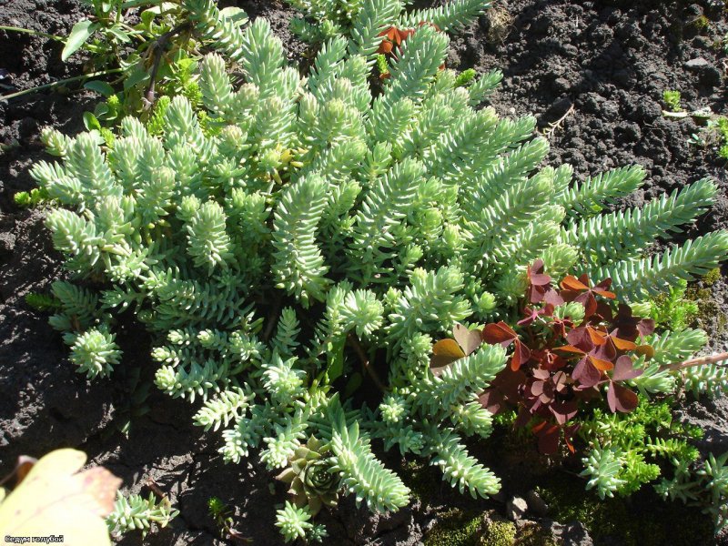 Очиток скальный (Sedum rupestre)
