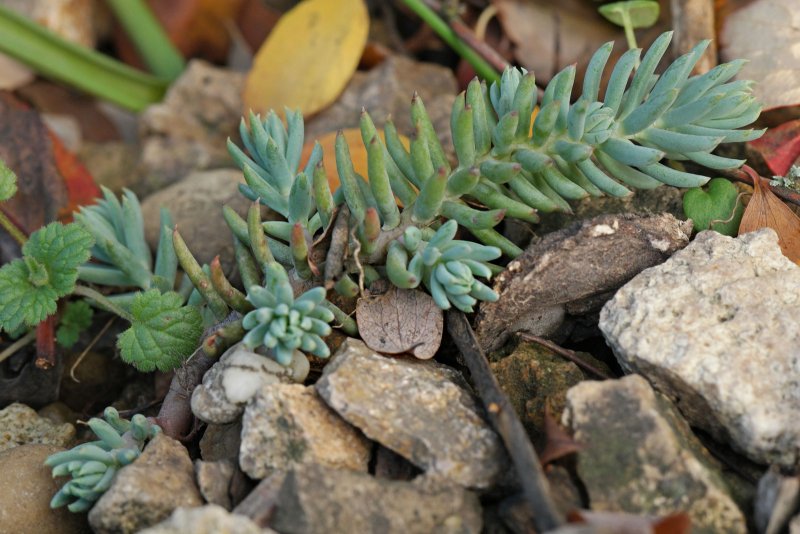 Очиток скальный (Sedum rupestre)