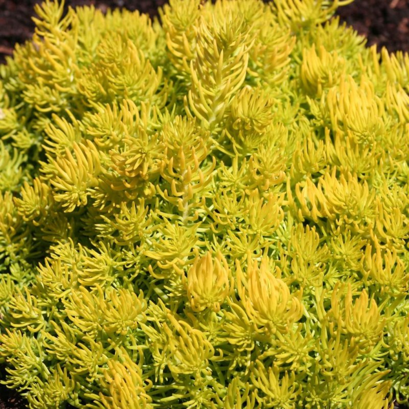 Очиток скальный (Sedum rupestre)